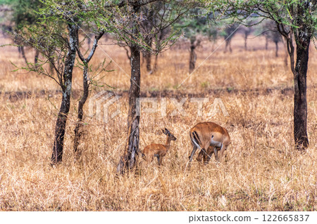 Impala in the serengeti 122665837