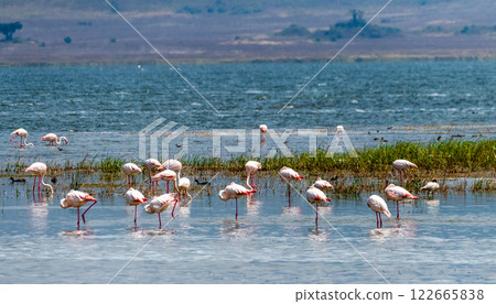 Flamingos in Lake Magadi Flamingos in Lake Magadi 122665838