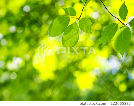 Fresh green 122665882