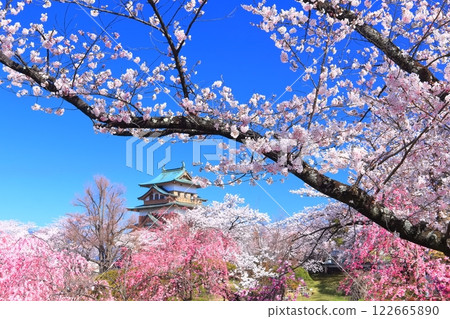 [Nagano Prefecture] Takashima Castle on a clear day and cherry blossoms in full bloom 122665890