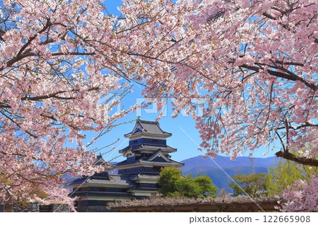 [Nagano Prefecture] Matsumoto Castle in full bloom with the cherry blossoms (Ome Keep and Inui Small Keep) 122665908