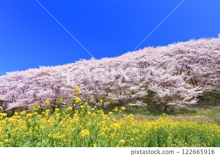[Nagano Prefecture] Cherry blossoms and rapeseed fields at Koboyama Kofun on a clear day 122665916