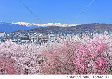 [Nagano Prefecture] Cherry blossoms in full bloom at Koboyama Kofun on a clear day and the Northern Alps 122665917