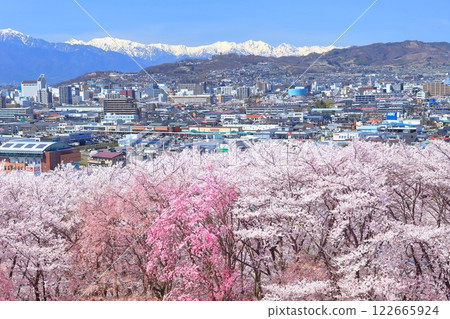 [Nagano Prefecture] Cherry blossoms in full bloom at Koboyama Kofun on a clear day and the Northern Alps 122665924