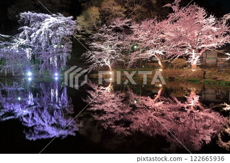 [Nagano Prefecture] Night cherry blossoms in Ryoryu Park 122665936