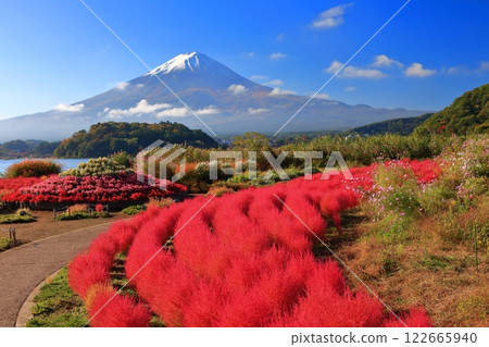 [Yamanashi Prefecture] Mt. Fuji on a clear day and autumn leaves of Kochia at Oishi Park 122665940