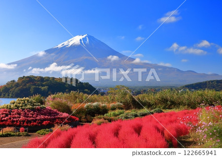 [Yamanashi Prefecture] Mt. Fuji on a clear day and autumn leaves of Kochia at Oishi Park 122665941