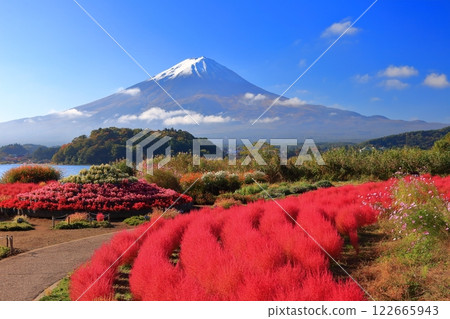 [Yamanashi Prefecture] Mt. Fuji on a clear day and autumn leaves of Kochia at Oishi Park 122665943