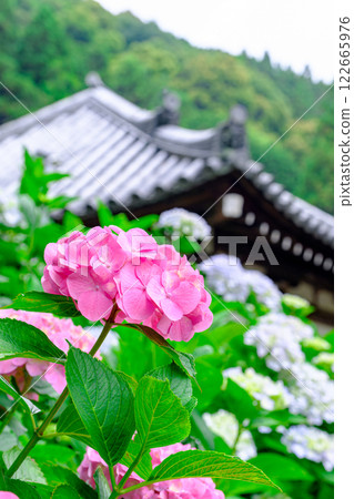 hydrangea hydrangea 122665976