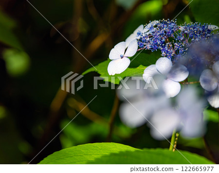 hydrangea   122665977