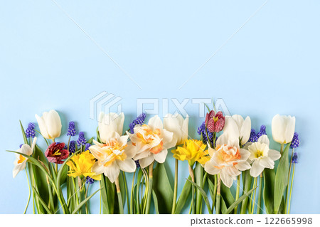 Spring composition on a blue background of flowers of tulips, muscari, daffodils, grouse with a place for text. Happy Mother's Day greeting card, happy Valentine's Day, March 8th, happy birthday Spring composition on a blue background of flowers of tulips, muscari, daffodils, grouse with a place for text. Happy Mother's Day greeting card, happy Valentine's Day, March 8th, happy birthday 122665998