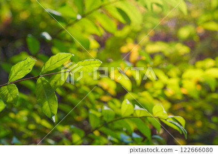 Leaves in the forest, tropical zone, with natural light. Leaves in the forest, tropical zone, with natural light. 122666080