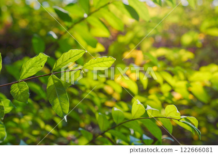 Leaves in the forest, tropical zone, with natural light. Leaves in the forest, tropical zone, with natural light. 122666081