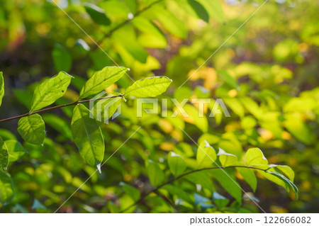 Leaves in the forest, tropical zone, with natural light. Leaves in the forest, tropical zone, with natural light. 122666082