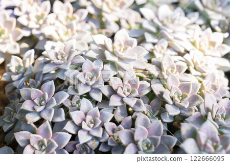 Succulent plants (succulent cactus) at the garden. Succulent plants (succulent cactus) at the garden. 122666095