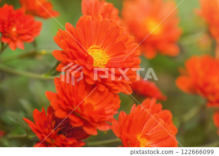 Chrysanthemum flowers with orange petals and a yellow core. Chrysanthemum flowers with orange petals and a yellow core. 122666099