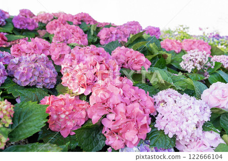 pretty pink hortensia flowers - congratulation card background pretty pink hortensia flowers - congratulation card background 122666104