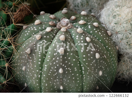View of Astrophytum asterias (Kabuto cactus). 122666132