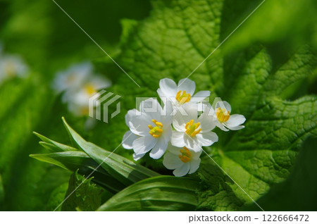 尾瀨燧岳的向日葵花 尾瀨燧岳的向日葵花 122666472