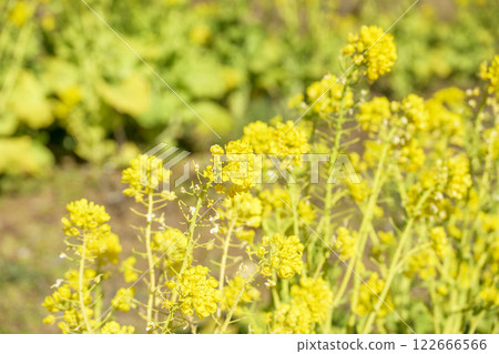 Rape blossoms, spring flowers, image 122666566