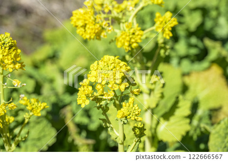 油菜花，春天的花朵，圖像 122666567