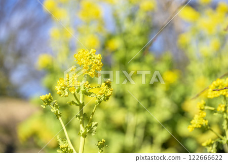 油菜花,春天的花朵,圖像 油菜花,春天的花朵,圖像 122666622