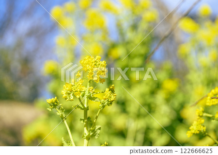 油菜花,春天的花朵,圖像 油菜花,春天的花朵,圖像 122666625