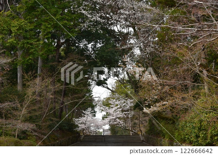 光明寺參道上的櫻花盛開 122666642