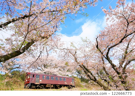 Watarase Keikoku Railway "Looking up at the train running in full bloom of cherry blossoms" 122666773