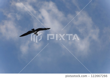 Silhouette of a black-tailed gull flying in the blue sky Silhouette of a black-tailed gull flying in the blue sky 122667266