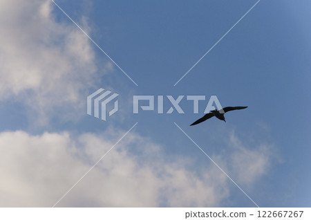 Silhouette of a black-tailed gull flying in the blue sky Silhouette of a black-tailed gull flying in the blue sky 122667267