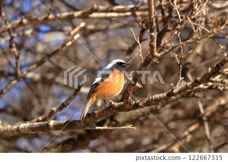 A Daurian chick perched on a tree branch 122667335
