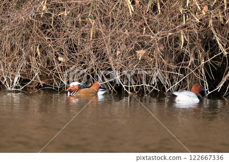 Oshidori at the waterside 122667336