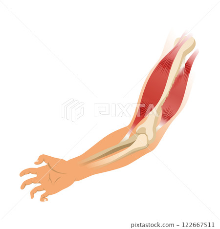 Arm muscle biceps with skeleton. Muscle tension of human hand on white background. Bones and joints in male silhouette. Medical vector illustration of hand for clinic or hospital Arm muscle biceps with skeleton. Muscle tension of human hand on white background. Bones and joints in male silhouette. Medical vector illustration of hand for clinic or hospital 122667511