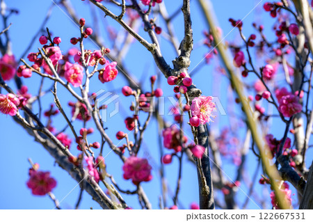 Kagoshima Beni, Red Plum, Plum Tree, Plum Grove, Winter [Kanagawa Prefecture] 122667531