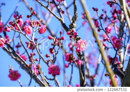Kagoshima Beni, Red Plum, Plum Tree, Plum Grove, Winter [Kanagawa Prefecture] 122667532