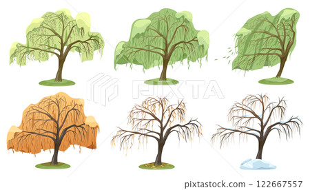 Set of vector willow tree types or plant variety. Collection of nature foliage with drooping branch. Forest or wood, autumn wetland. Ecology and environment, botanical life symbol. Biology and botany. Set of vector willow tree types or plant variety. Collection of nature foliage with drooping branch. Forest or wood, autumn wetland. Ecology and environment, botanical life symbol. Biology and botany. 122667557