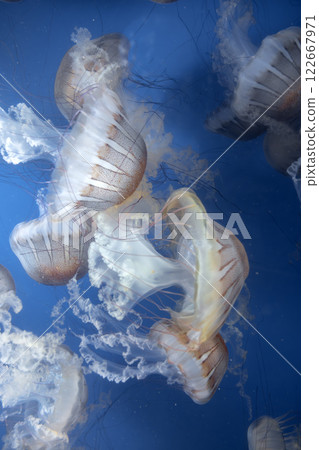 Glowing jellyfish against deep blue water background Glowing jellyfish against deep blue water background 122667971