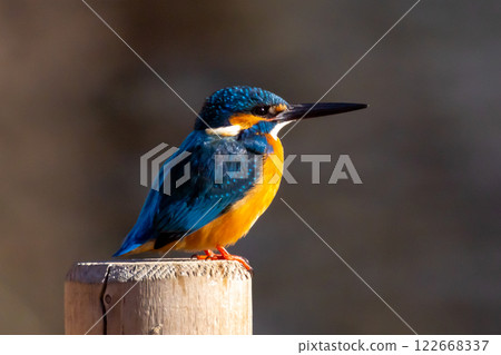 A kingfisher perches on the waterside of the landscaped pond (boat pond) at Kawagoe Aquatic Park in Ikebe, Kawagoe City, Saitama Prefecture 122668337