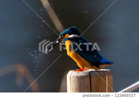A kingfisher perches on the water's edge of the landscaped pond (boat pond) at Kawagoe Aquatic Park in Ikebe, Kawagoe City, Saitama Prefecture, and holds a small fish for food. A kingfisher perches on the water's edge of the landscaped pond (boat pond) at Kawagoe Aquatic Park in Ikebe, Kawagoe City, Saitama Prefecture, and holds a small fish for food. 122668557