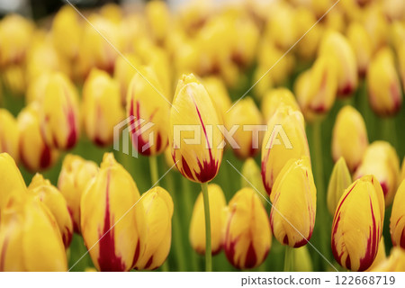 Yellow and red flowers Yellow and red flowers 122668719