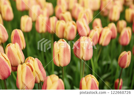 Orange tulip flowers Orange tulip flowers 122668726