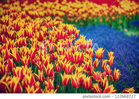 Yellow and red flowers Yellow and red flowers 122668727