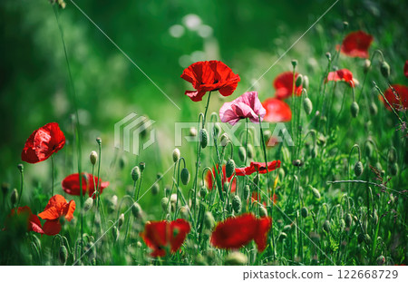 Red spring poppy Red spring poppy 122668729