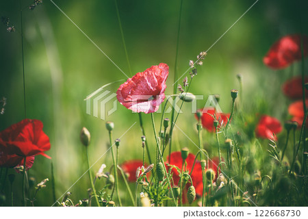 Red spring poppy Red spring poppy 122668730