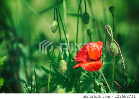 Red spring poppy Red spring poppy 122668731