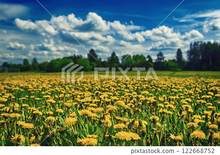 Dandelion flower meadow 122668752