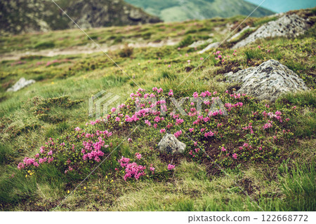 Rhododendron flowers in nature 122668772