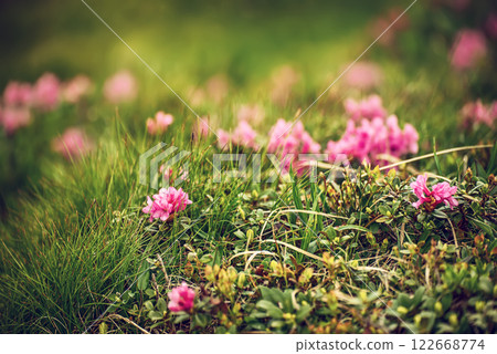 Rhododendron flowers in nature 122668774