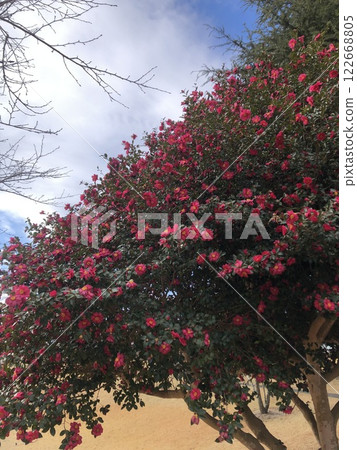 Camellia・・・・❁・Christmas camellia・❁・・・・ 122668805